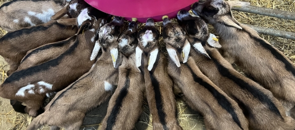 Les premiers chevreaux